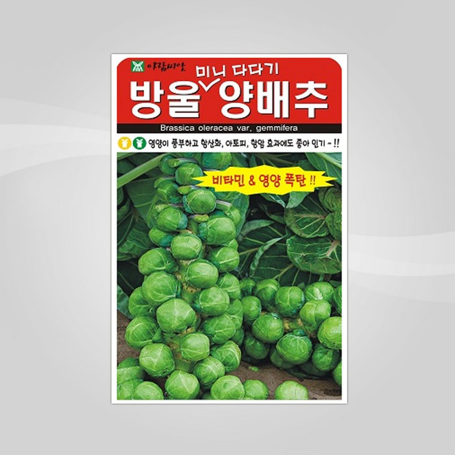 슬로시 쌈채 씨앗 방울양배추 500립