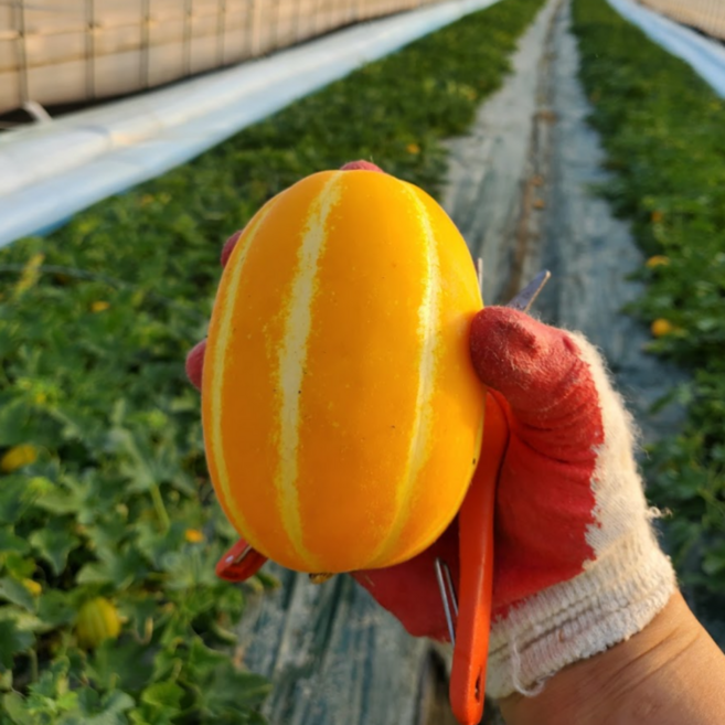 [농가직송] 프리미엄 로얄중과 당도선별 성주 꿀 참외 1박스, 1개, 3kg