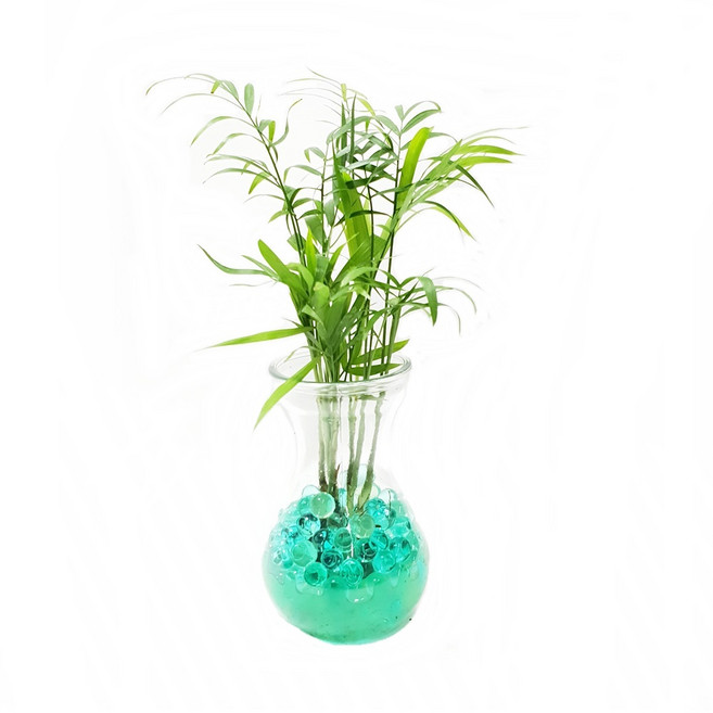 트리앤 젤리소일 1+1 푸딩병 개운죽 / 테이블야자 스킨답서스 아이비식물 워터비즈 답례품 공기정화식물 실내습도조절 유리병 칼라소일 칼라스톤 칼라자갈 색돌 수경식물, 09-7. 라인병 젤리 테이블야자(초록) 1개