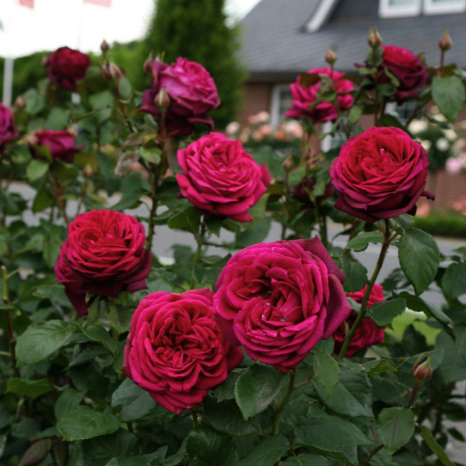 독일사계장미 그레핀디아나 6치 포트묘 화단장미 묘목 조경수