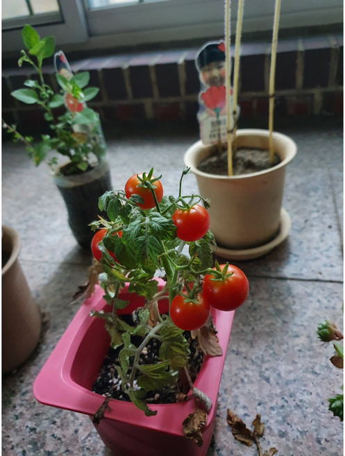 앉은뱅이방울토마토모종 5포기