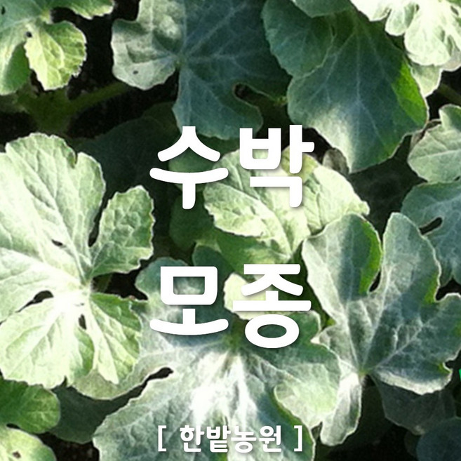 채소 모종 ~ 각종 묘종. 베란다 텃밭 세트 공기정화식물 허브 씨앗 채소모종 ~, H072 수박 모종 1개
