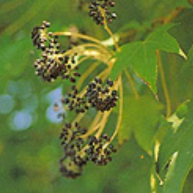 엄나무 음나무 묘목 가시엄나무 5주묶음 약용수 엄나무묘목, 5개