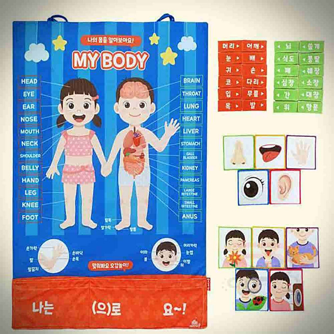 퍼니 나의몸벽보 내몸공부