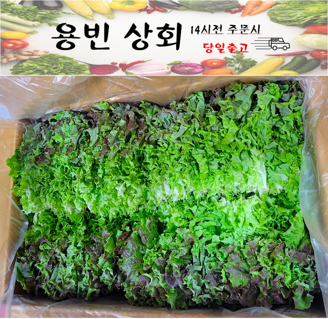 ( 용빈 상회 ) 국내산 꽃상추 꽃적상추 쌈채소 2kg내외, 2kg, 1박스