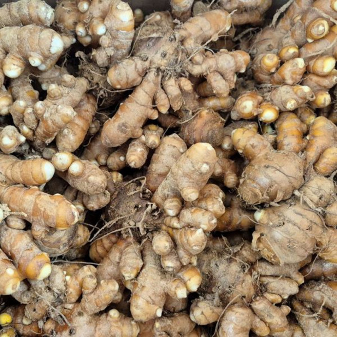 국내산 울금종자 강황모종 1kg