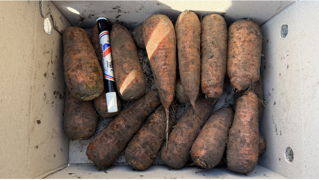 [제주 구좌읍]구좌 당근 주스용 못난이 대용량 모양만 이상할 뿐 맛은 정말 좋습니다, 1박스, 구좌 당근 주스용 5KG