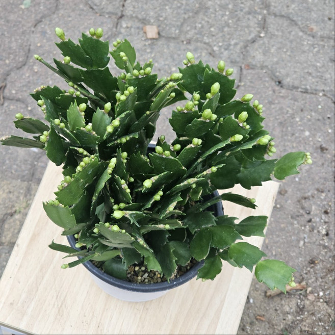 게발선인장, 1개