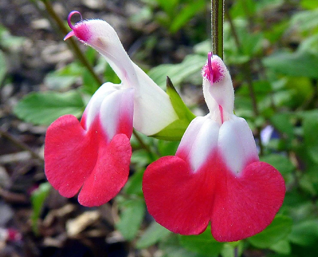 핫립세이지 허브 노지월동 다년생 4개 식용식물 10cm화분 천지가야생화