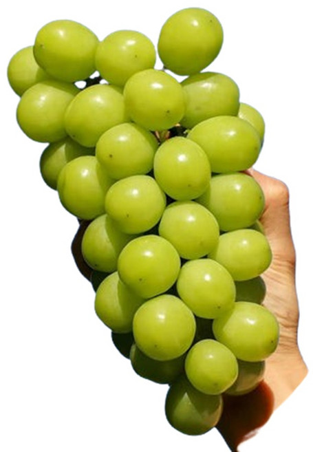 출하시작 샤인머스켓 고브릭스 고당도 명절과일, 1개, 가정용 4-5수내외 4kg