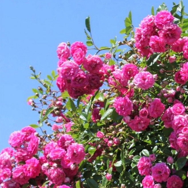 장미 슈퍼 도로시 헬도로 19cm화분 장미묘목 찔레장미