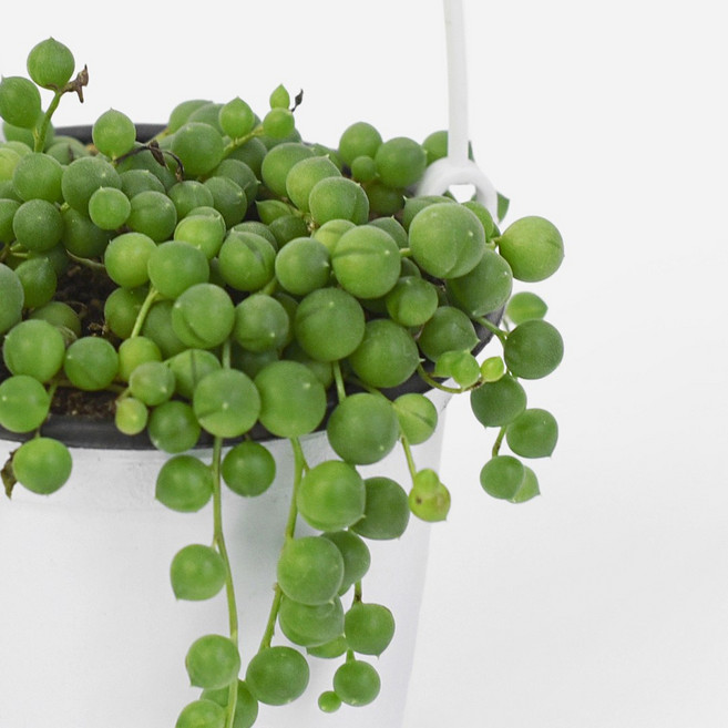 마이플랜트 콩란 소형 콩난 녹용 다육식물, 2개, 단일