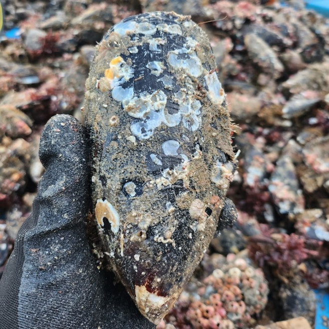 국내산 백령도 자연산 홍합(섭. 담치) 대 생물 1kg, 1kg(10미 내외), 1개