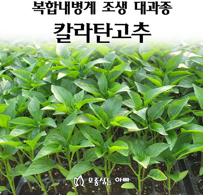 [모종심는아빠] 복합내병계 조생 대과종 칼라탄고추 고춧가루전용 고추 모종, 36개