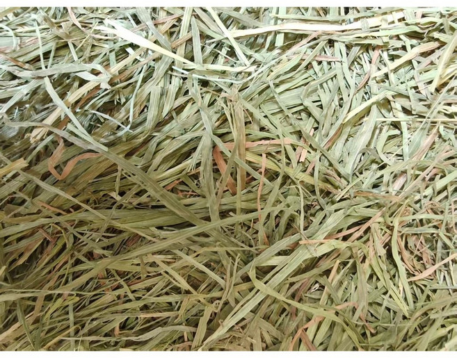 燕麥草 500克 小寵磨牙專用乾草, 1個, 提摩西二割1公斤 不過篩, 1kg