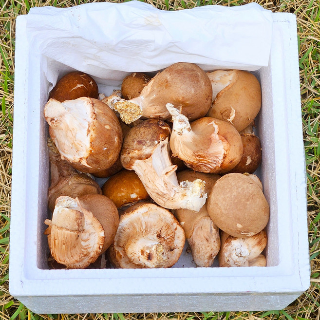 송이향 참송이버섯, 1박스, 가정용 500g