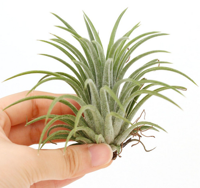 실내공기정화식물 틸란드시아 이오난사 디시디아 행잉플랜트, 이오난사 중, 1개