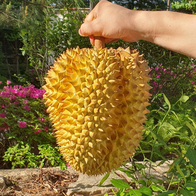 100% 생두리안 태국 항공직송 통 두리안 생과, 9kg(5~6수) 원물박스, 1박스