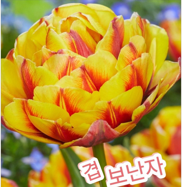 겹튤립구근 보난자 투톤 5개입