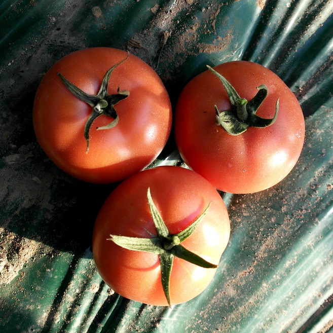 새콤달콤 유기농 토마토, 1개, 1.5kg