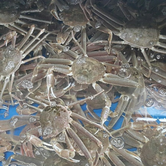 포항 구룡포 국내산 자숙 대게 찜 박달급 수율 80%, 1박스, 구룡포 대게(중대) 3마리-활(생물)