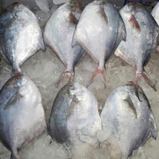 전복마을 찜 구이용 손질 신안 생물병어(중)1미(300g내외), 1개