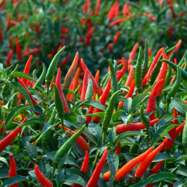 베트남 생고추 ot tuoi 신선 매운 반홍고추 아시아 요리용 채소, 1박스, 300g