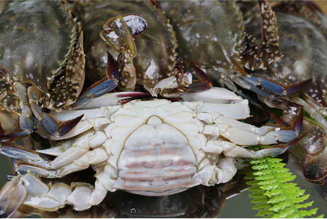 잡아서 곧바로 얼린 국내산 100% 연평도 급냉 암꽃게 [2025년] 가성비, 1박스, 바로 급냉 암꽃게 3kg (9-12미/수분포함 중량