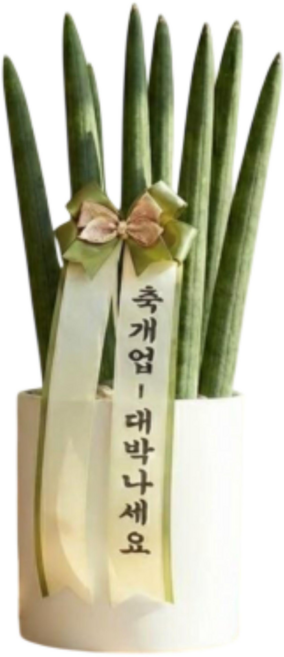 스투키 개업화분, 1개, 테이블스투키