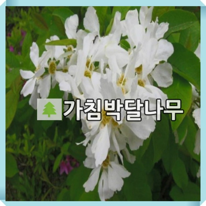 가침박달나무 묘목 키120cm 분묘