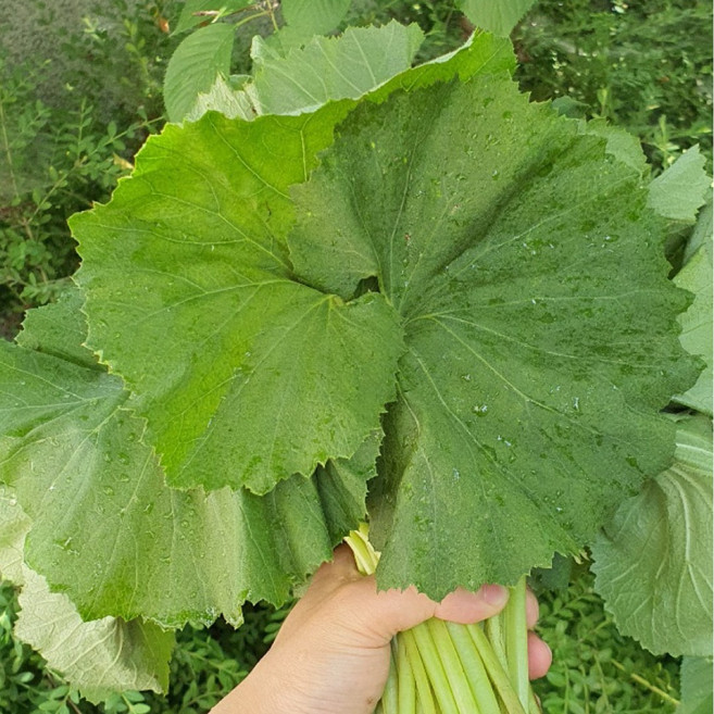 나물투데이 국내산 머위나물 머위 머윗잎, 1개, 1kg