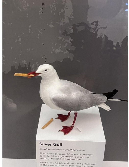 갈매기 조류 동물 모델 전시 소품 시뮬레이션 생물 교육 과학 수업 시간 학습 모형