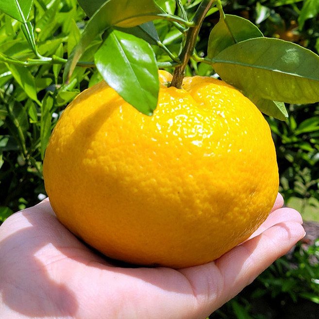 못난이 제주 하귤 제주 자몽 귤 아마 나츠 미캉 제주도하귤 못난이자몽 제주 못난이귤, 1개, 9kg