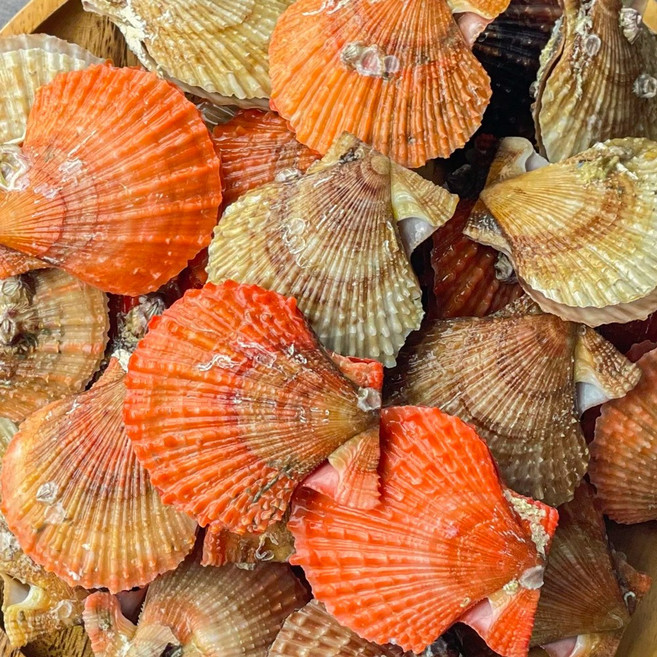 제철 가리비 통영 비단가리비, 1박스, 순살 가리비(캔포장) 400g