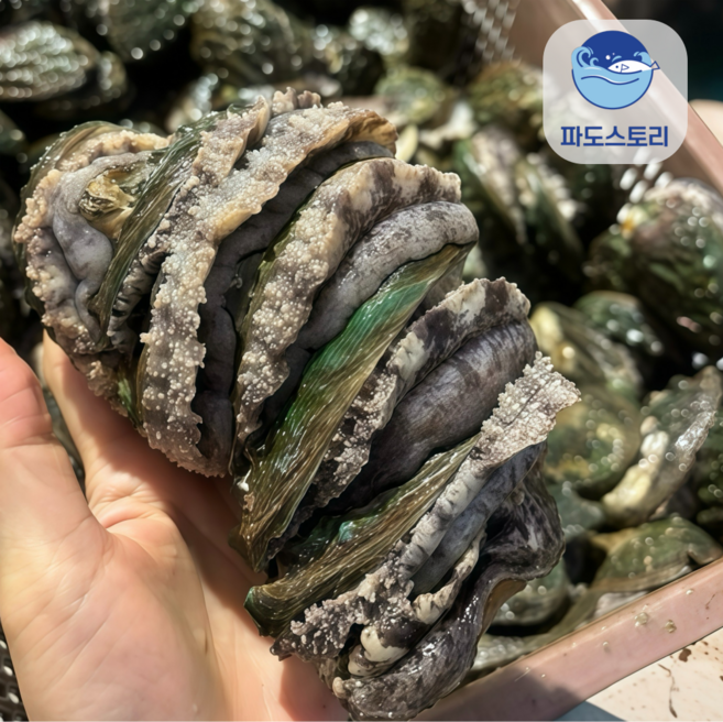 완도전복 왕특대 직거래 산지직송 산소포장 선물 세트, 1박스, 1kg(대 13-14미 )