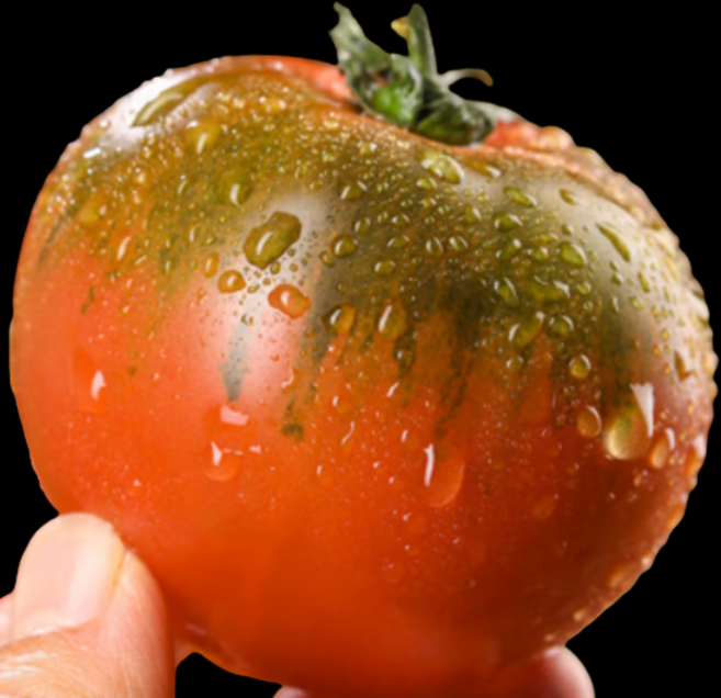 [재구매1위] 산지직송 찰기가득 국내산 찰토마토, 1박스, 5kg