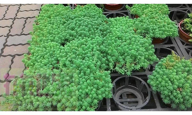 花花世界玫瑰園 銀霧萬年草多肉植物 3吋盆栽 (高5-10cm) - 辦公室綠化, 1個