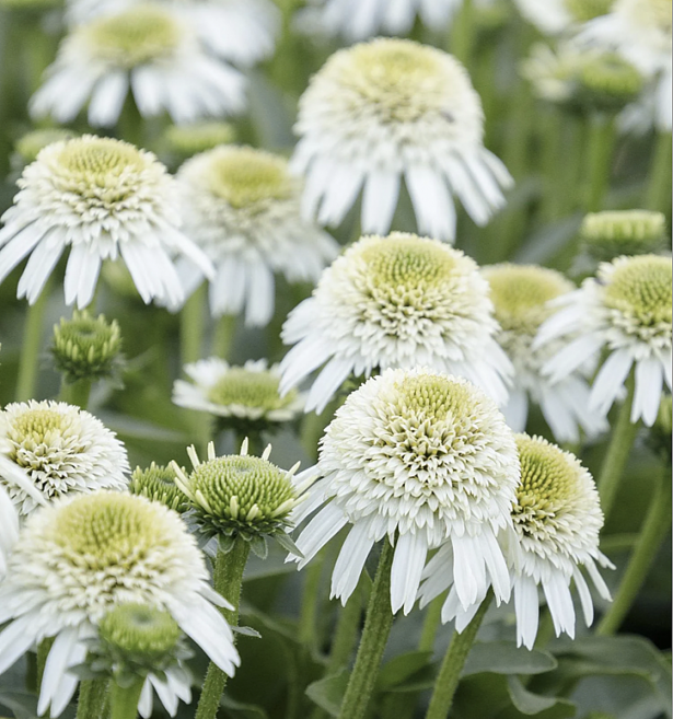 겹에키네시아 딜리셔스너겟 15센티포트 노지월동꽃 에키네시아 겹꽃 다년생 꽃보러가자, 1세트, 크림톤