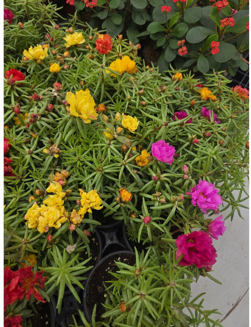 채송화 알록달록 여러가지색깔로피는꽃 노지월동 야생화 에이피플랜츠, 기본, 1개