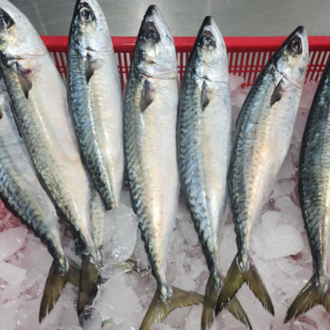 당일조업 국내산 참고등어 mackerel, 1박스, 생물 3kg (10미 내외)