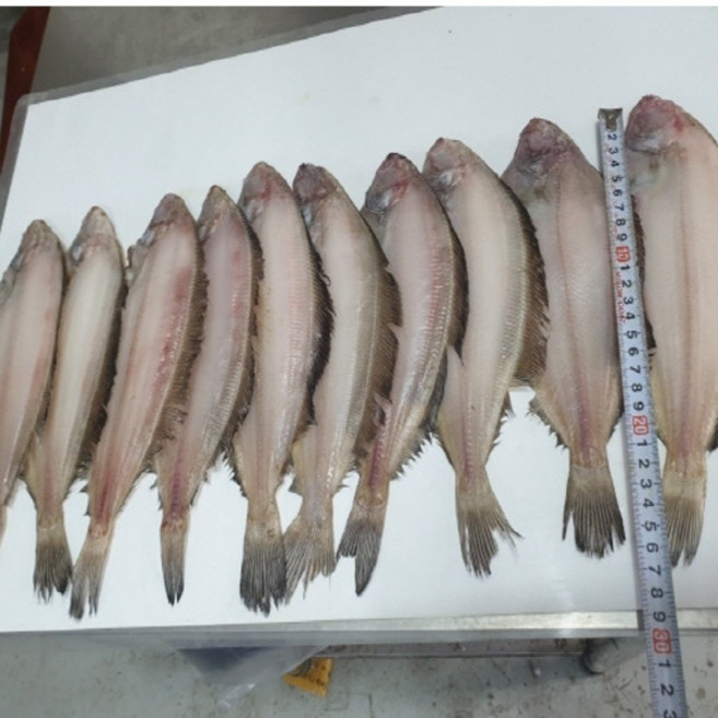 [반짝할인]웰빙미래 국산 반건조물가자미대 반건조미주구리대 기름가자미 10마리 대략1kg 25~30cm내외 구이용 조림용 100%자연산, 10개, 1kg내외