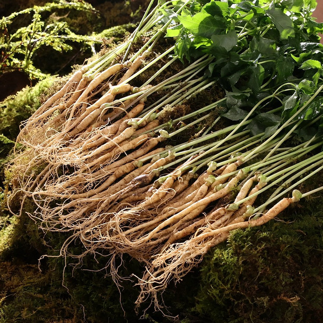 신 박 한 3년근 명품 대왕 새싹 인 삼 50뿌리 / 청삼애 통째 먹는 자연 농법 새싹삼, 1세트