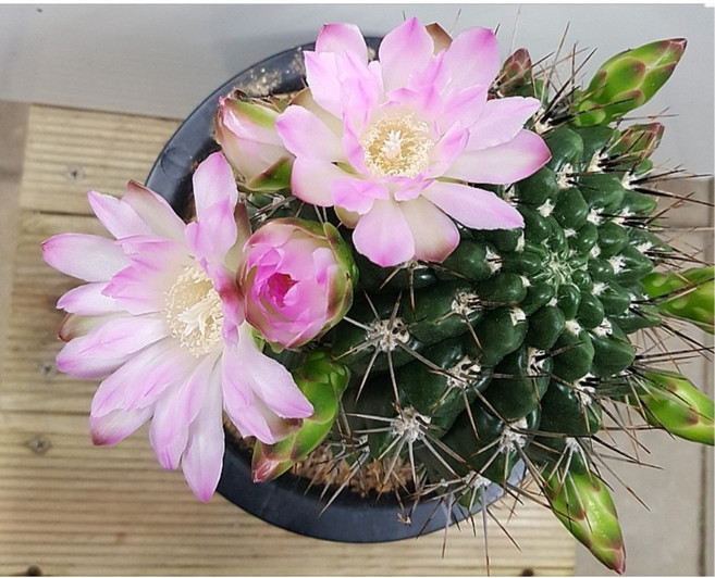 행복한꽃순이/종귀옥선인장/가시/분홍, 1개