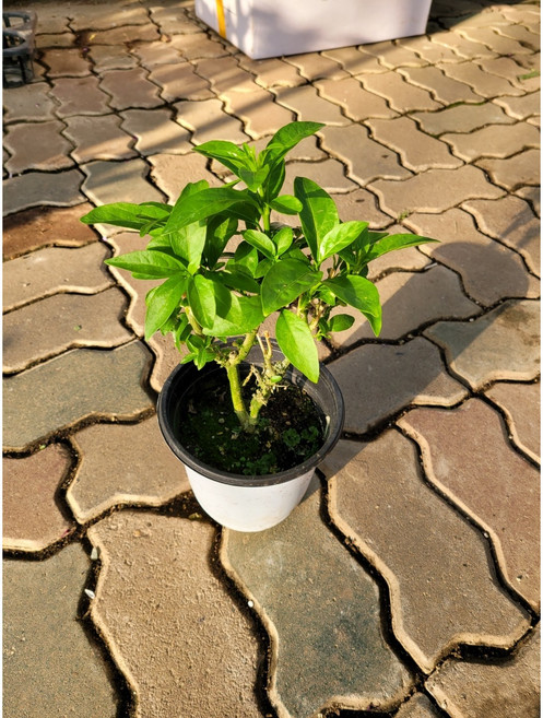 30~50cm 아레향 야레향 아래향 야래향 중품 89, 1개