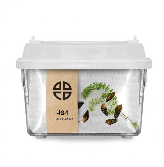 자연 다슬기 키우기x1개 다술기10마리 +관찰통포함