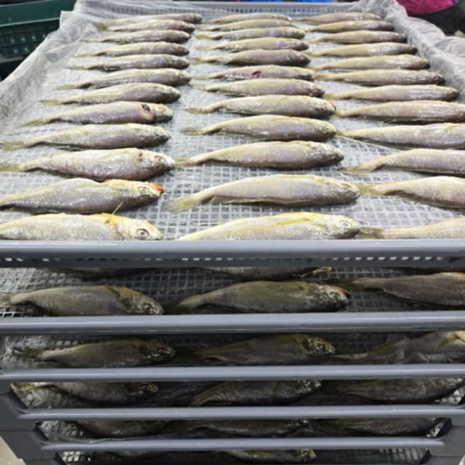 파조기 못난이조기 제주파조기 산지직송, 1박스, 소(마리당 60~80g) 2kg