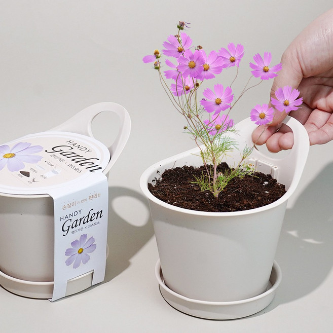 핸디가든 코스모스