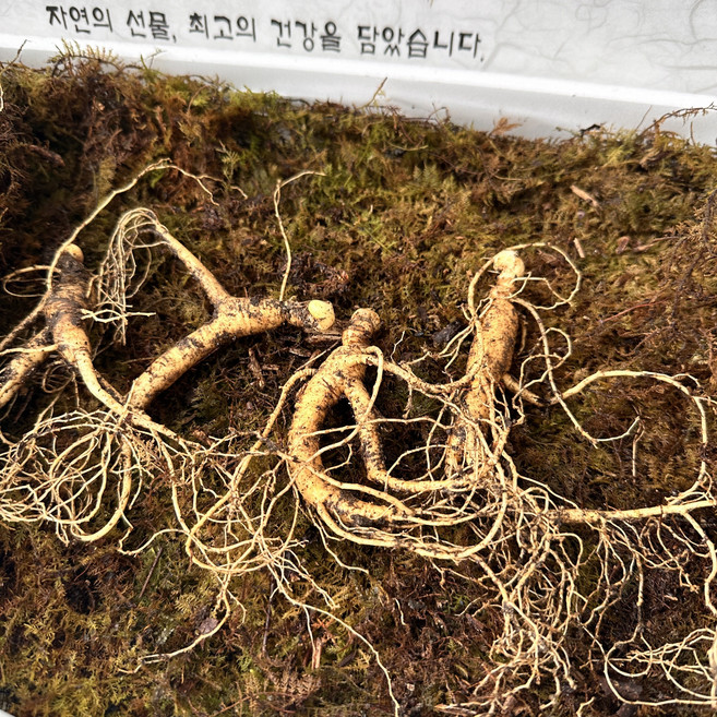 [클릭플라워] 산양삼 선물용 명절선물 설날선물 귀한선물 부모님선물 명품선물 특이한선물, 1개, 8~10년산 5뿌리