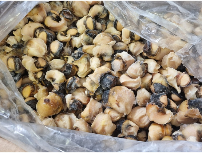 냉동 참소라살 피뿔고둥살 10kg 동유럽 흑해산 피뿔고동 소라숙회 스끼다시, 피뿔고둥살[S] 루마니아 흑해산, 1