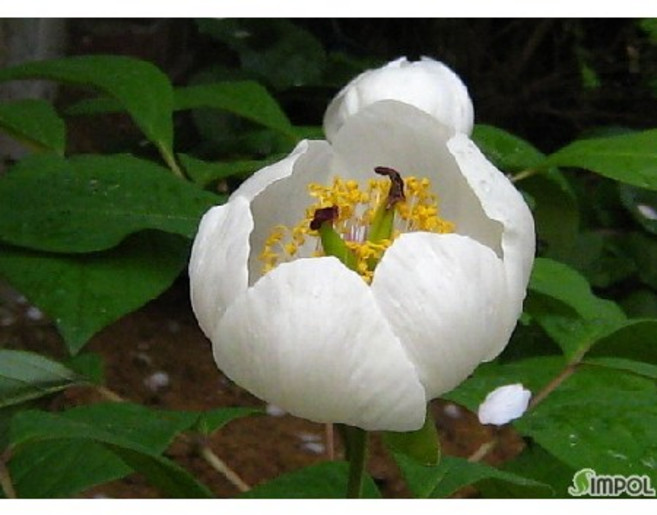 [평창]산작약(백작약 흰색토종), 1개